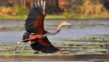 Kruger National Park Limpopo Mpumalanga South Africa