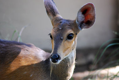 Timbavati Private Game Reserve