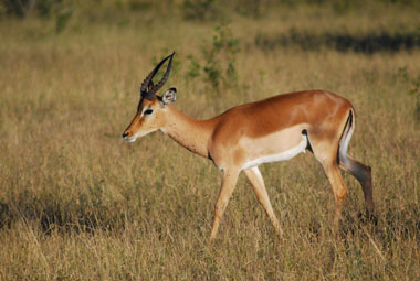 Timbavati Private Game Reserve