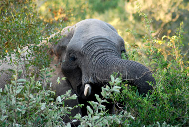 Timbavati Private Game Reserve