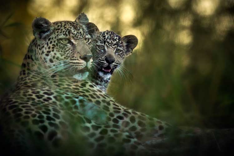 Leopard with cub - Geiger&rsquo;s Camp