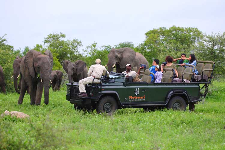 Game Drive - Elephant - Geiger&rsquo;s Camp