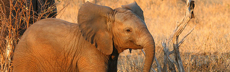 Baby Elephant sighting at Kambaku Safari Lodge located in the Big 5 Timbavati Game Reserve, Mpumalanga, South Africa Baby Elephant Timbavati Game Drives Kambaku Safari Lodge Timbavati Game Reserve South Africa