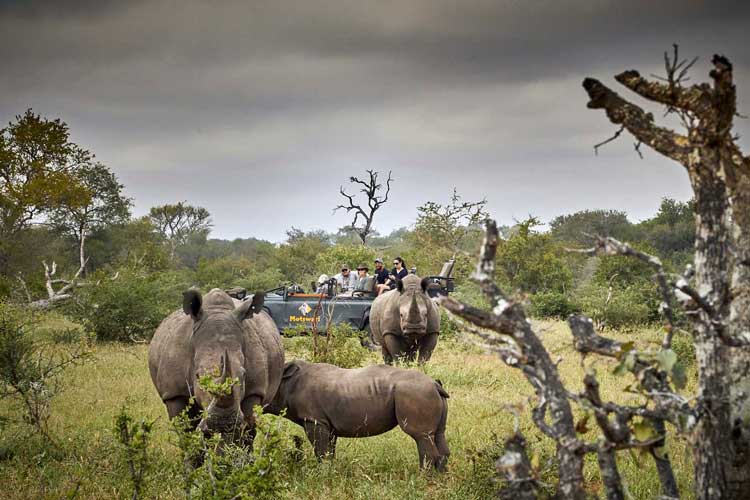 Game Drive - Rhino - Geiger&rsquo;s Camp